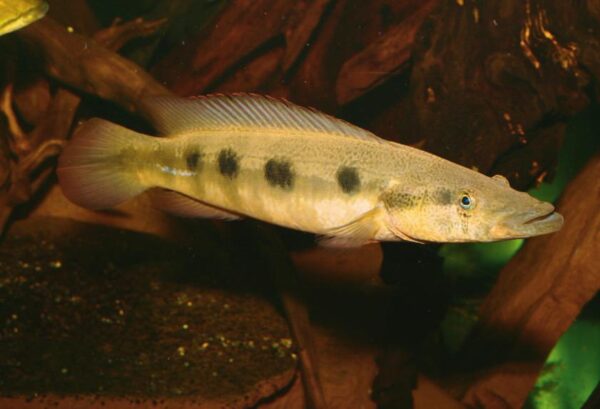 Crenicichla Percna