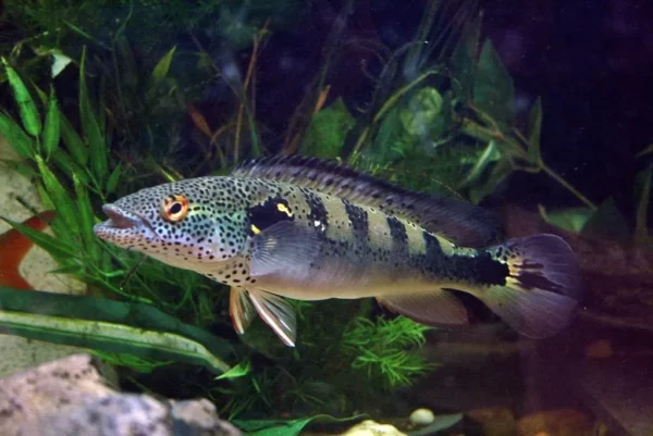 Crenicichla Reticulata