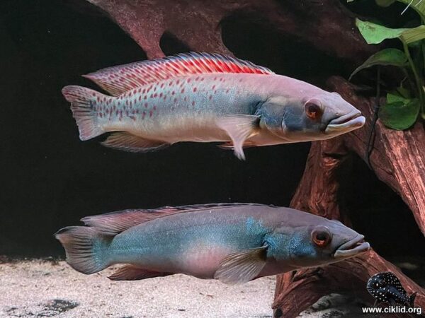 Crenicichla Rosemariae