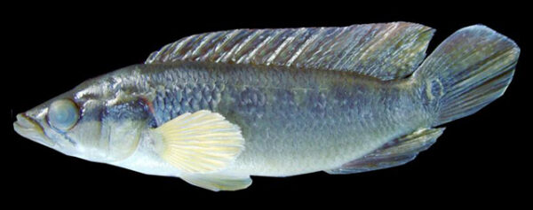 Crenicichla Britskii