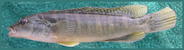 Crenicichla Hadrostigma