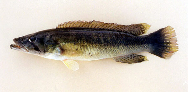 Crenicichla Jaguarensis