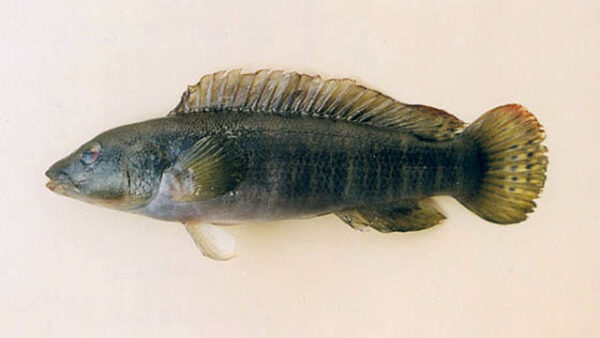 Crenicichla Jupiaensis