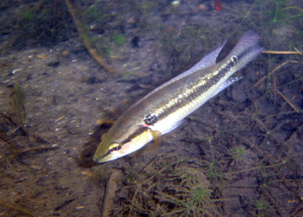 Crenicichla Lucenai