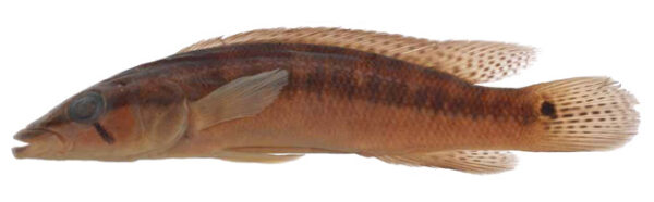 Crenicichla Mandelburgeri