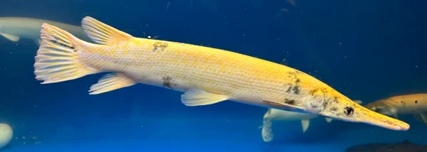 Golden Alligator Gar