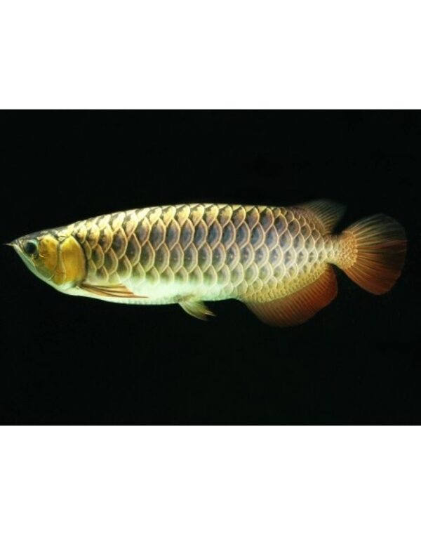 Golden Arowana