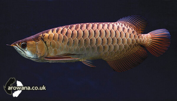 Golden Cross Back Arowana