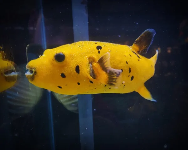 Golden Puffer