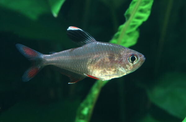 Goldspotted Tetra, Hyphessobrycon Griemi