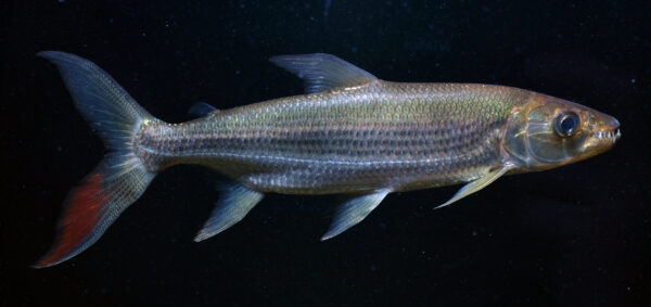 Goliath Tigerfish