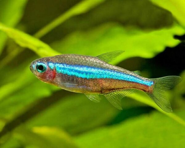 Green Neon Tetra, Paracheirodon Simulans