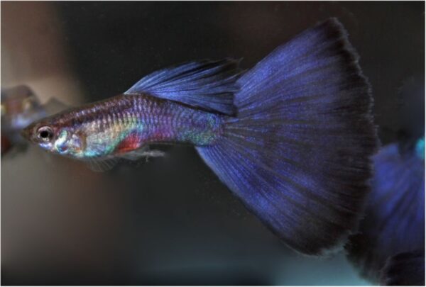 Half-black Purple Guppy