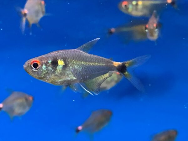 Head & Taillight Tetra, Hemigrammus Ocellifer