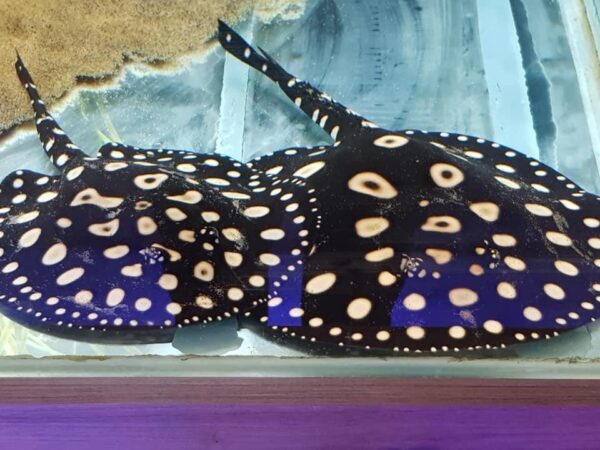 Henlei Black Diamond Hybrid Stingray