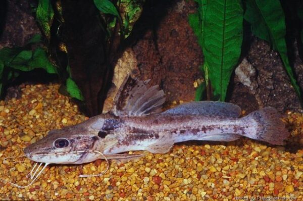 Horsehead Pimelodella Catfish