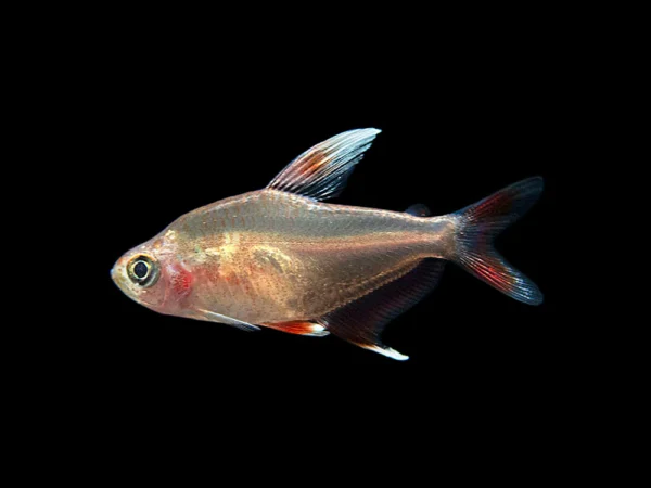 Hy511 Tetra, Hyphessobrycon Sp.