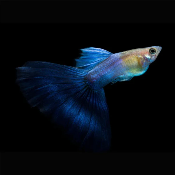 Japanese Blue Guppy