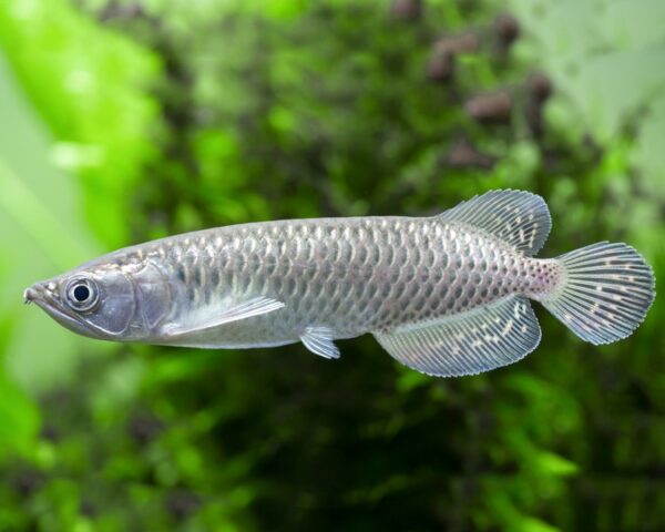 Jardini Arowana, Scleropages Jardinii