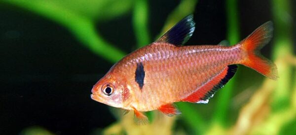 Jewel Tetra, Hyphessobrycon Eques