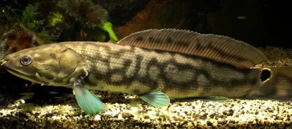 Juvenile Bowfin