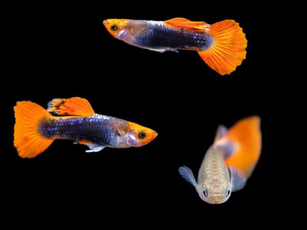 Koi Guppies