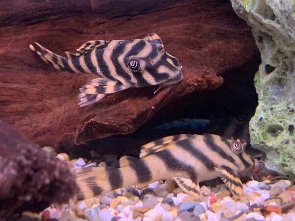 L015 Candy Stripe Pleco, Peckoltia Vittata