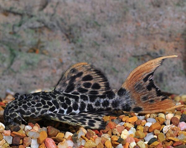 L114 Leopard Cactus Pleco, Leopardsugemalle