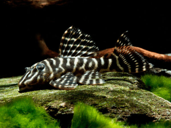 L129 Colombian Zebra Pleco, Hypancistrus Debilitetra