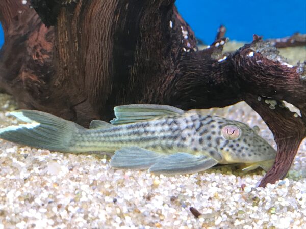 L141 Ghost Pleco, Ancistomus Snethlageae