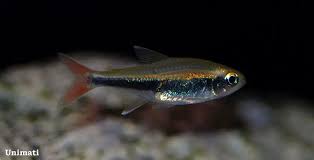 Loreto Tetra, Hyphessobrycon Loretoensis - Reidz Aquatics and Home ...