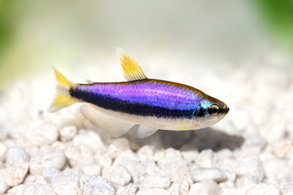 Royal Tetra, Inpaichthys Kerri