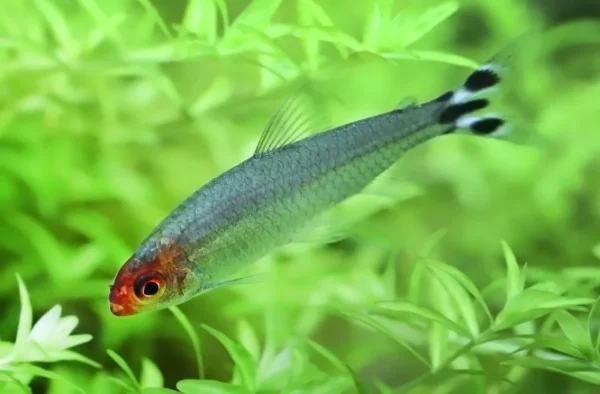 Rummy-nose Tetra, Hemigrammus Rhodostomus (bleheri)