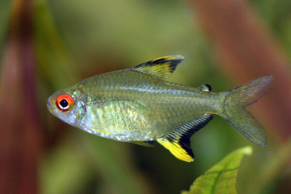 Savage Tetra, Hyphessobrycon Savagei