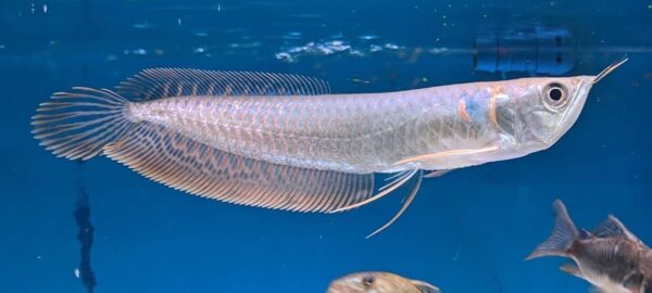 Silver Arowana