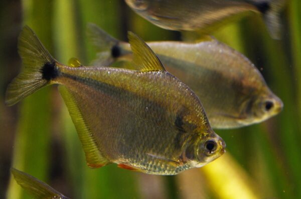 Silver Tetra, Ctenobrycon Spilurus