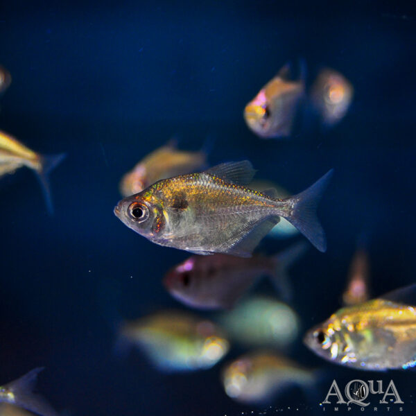 Silver Tetra, Gymnocorymbus Thayeri