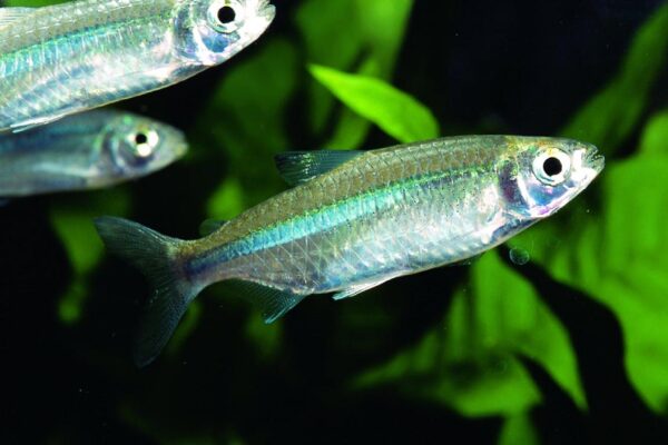 Silver Tetra, Micralestes Acutidens