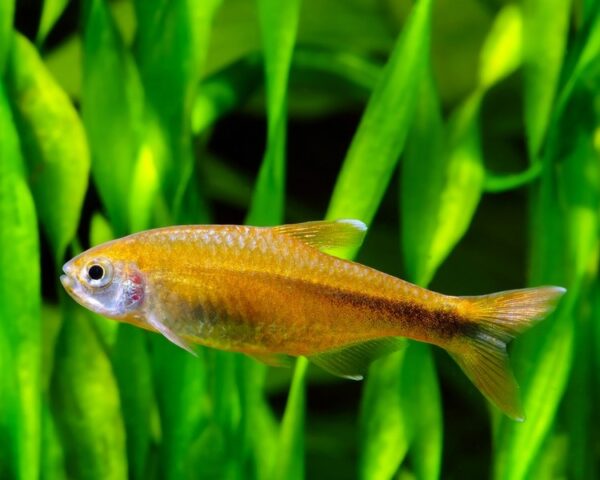 Silvertip Tetra, Hasemania Melanura