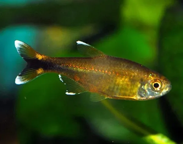 Silvertip Tetra, Hasemania Nana