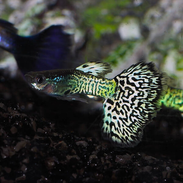 Snakeskin Guppies