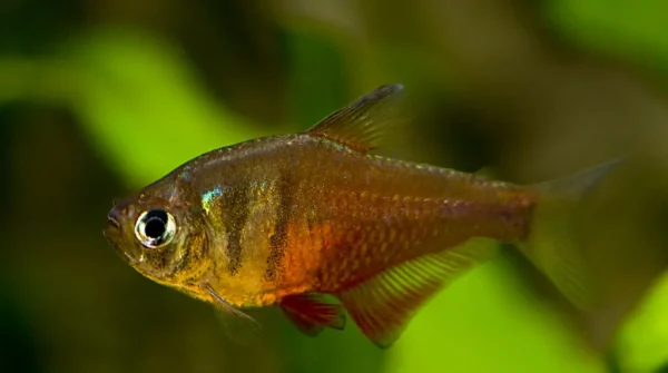 Tetra Von Rio, Hyphessobrycon Flammeus