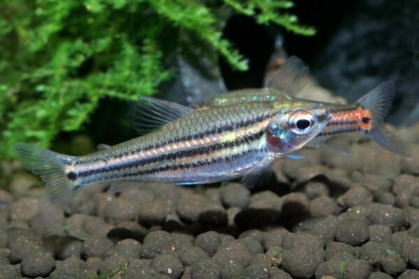 Three-lined African Tetra, Neolebias Trilineatus