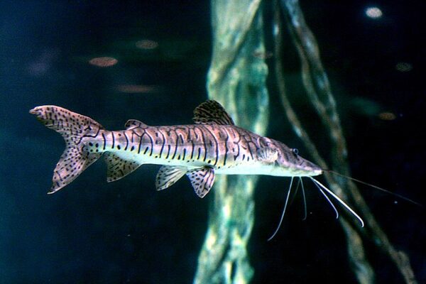 Tiger Shovelnose Catfish, Pseudoplatystoma Fasciatum