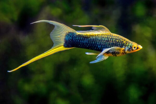 Top Swordtail Guppy