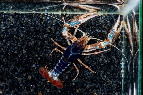 Tricolor Ghost Lobster