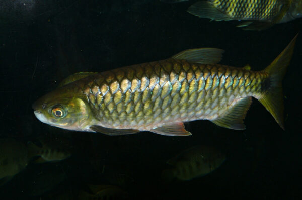 True Big-scale Tetra, Brycinus Macrolepidotus