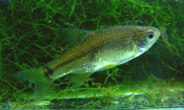 Uruguay Tetra, Cheirodon Interruptus