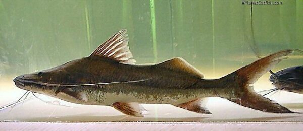 Vallantii Catfish, Brachyplatystoma Vaillantii