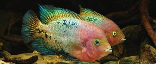 Vieja Synspilum Cichlid, Vieja Melanura